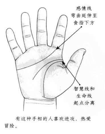 感情线形态弯曲,向前延伸至食指下部,智慧线和生命线的起点相互分离
