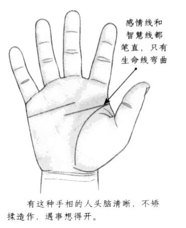 生命线呈现弯曲状,感情线和智慧线都笔直地先前方延伸