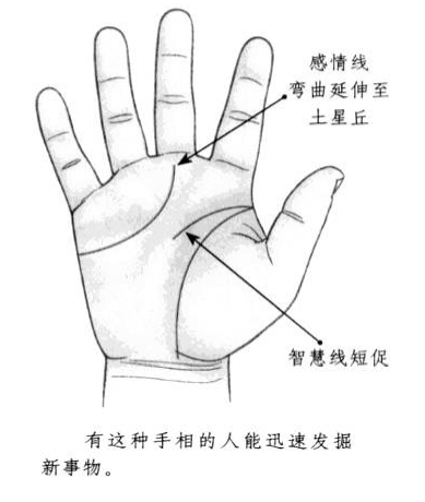 智慧线短促,感情线弯曲,向前方延伸,到达土星丘部位