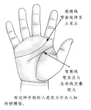 智慧线笔直且与生命线相互重叠,感情线形状弯曲,延伸至土星丘部位