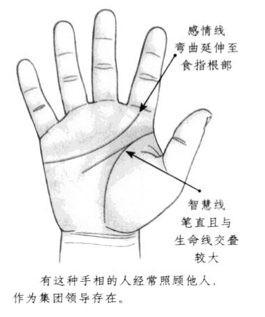 感情线弯曲延伸至食指根部,智慧线笔直且与生命线交叠较大