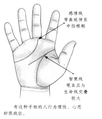 感情线弯曲延伸至中指根部,智慧线笔直且与生命线相互重合