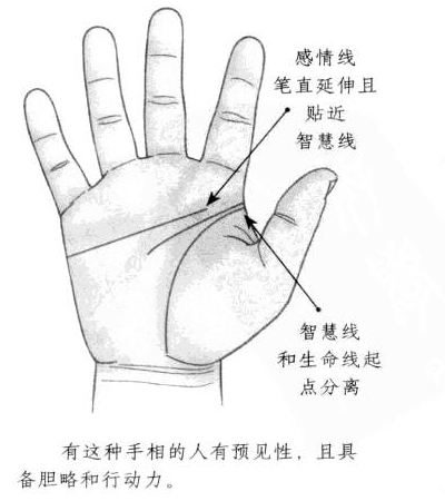 感情线笔直向前延伸,并且和智慧线相互重合,智慧线和生命线起点相互分离